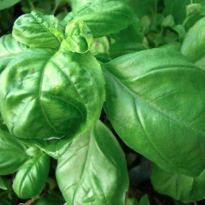 Basil - Lettuce Leaf, 30-50 seeds per packet