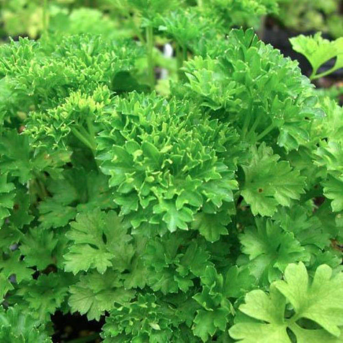 Parsley - Curly, 75-100 seeds per packet