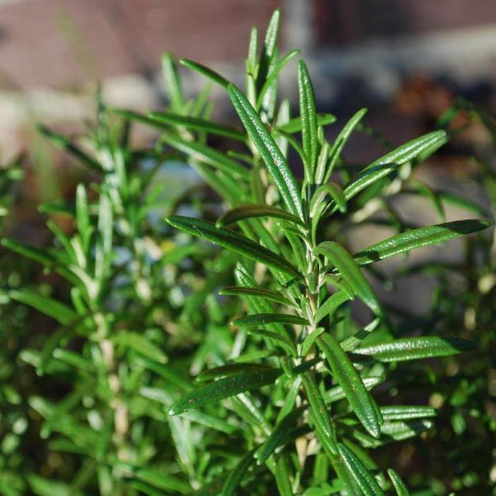 Rosemary, 10-25 seeds per packet