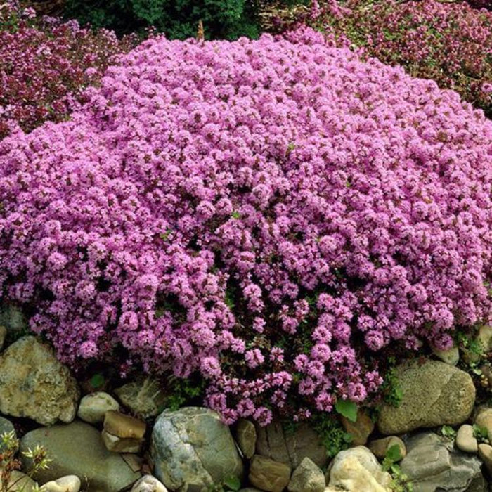 Thyme - Dwarf, 30-50 seeds per packet