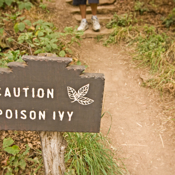 Essential Poison Ivy Facts