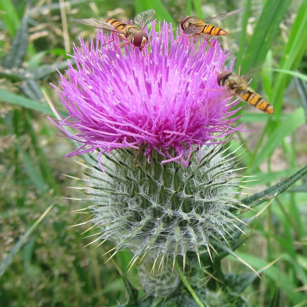 Blessed Thistle, 10-25 seeds per packet