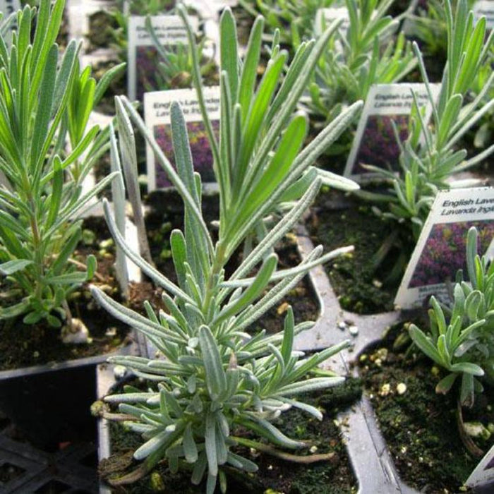 Lavender - English Spike, 10-25 seeds per packet
