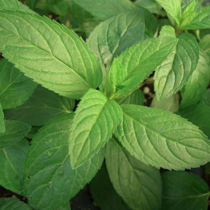 Peppermint, 30-50 seeds per packet