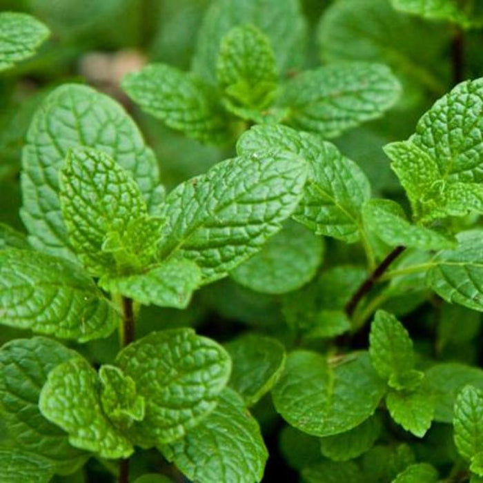 Spearmint, 30-50 seeds per packet