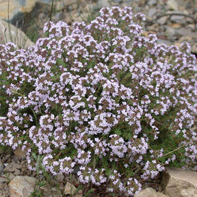 Thyme - French, 30-50 seeds per packet